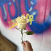 Single cream rose held by hand against a colorful graffiti wall
