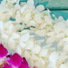 White orchid garland with a few magenta orchid blooms