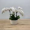 White orchid plant in a white pot on a wooden table