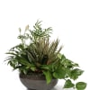 Lush mixed green plant garden in a low dark ceramic bowl