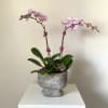 Two arching stems of pale pink Phalaenopsis orchids give this housewarming and
