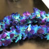 Double orchid Lei 
A beautiful, premium, bombay (blue ) double orchid lei!