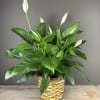 The peace lily is the classic gift to give to a person