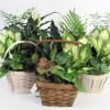 Three baskets of green houseplants with white blooms