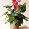 Potted anthurium plant with red blooms in a woven basket