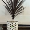 An 8" cordyline in a rustic style planter. 