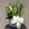 A lush combination of green plants is an exquisite gift. It's a