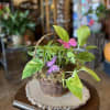 Easy to care for assorted plants nestled together in a woven basket