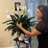 Beautiful Peace Lily sympathy plant by Snyder Flowers in San Antonio, Texas.