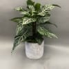 6 inch pot zebra plant in a cement container 