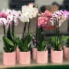 Orchid plant available in a single-pot size ideal for display; minimal care-bright