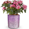 Delight Mom with this charming azalea, a lovely Mother's Day gift. Our
