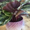 Stunning Calathea in a pink or purple mermaid pot