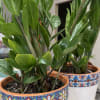 ZZ Plant in beautiful pot