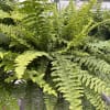 Beautiful, green Boston Fern plant