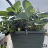11 inch hanging basket of ever-bearing strawberries