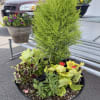 Georgeous and large lemon cypress bush surrounded by many lovely annuals.