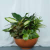 Assorted plants in a 10in terracotta dish.

Plant types and container color/design may