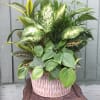 Mixed green houseplants in a decorative ceramic pot