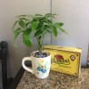 Potted money tree in a white Dad mug beside a chocolate sampler box