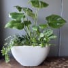 Potted tropical houseplants in a white bowl planter