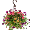Outdoor hanging basket filled with colorful annuals.
Plants may vary from picture shown.

Standard:
