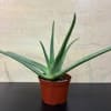 aloe