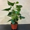 Anthurium