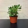 Jade plant