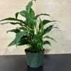 Peace lily