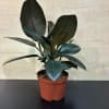 Rubber plant