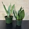 Snake plant