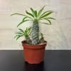 Snake Plant