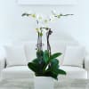 Arrangement of three orchid plants in a ceramic vase with natural decorative