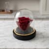 Enjoy the timeless beauty of a real, Red mini rose preserved to
