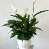 Elevate your indoor space with the Serenity Spathiphyllum by Westford Florist Art
