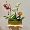 Theme Colors: Shades of Burgundy, Peachy, white and green

Featured Blooms: Moth Orchids