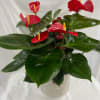 Potted anthurium plant with red blooms in a patterned ceramic pot