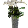 A luxurious 12‑stem white orchid plant arranged in an elegant vase, accented