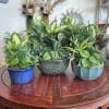 A beautiful, fresh variety of green plants in a gorgeous ceramic pot