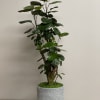 Tall leafy indoor plant in a gray textured pot with moss at the base