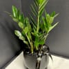 A ZZ plant accented with natural stones and featured in a contemporary