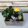 Assortment of succulents in a medium wooden box
