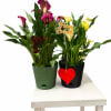 Celebrate birthdays with elegance and charm with this stunning double calla lily