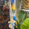 Single yellow rose in clear wrap with a teddy bear and graduation cap
