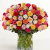  Pet Friendly?
YES .While roses themselves are non-toxic to household pets, their