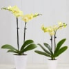  Pet Friendly?
Yes . Phalaenopsis orchids are considered non-toxic to cats and