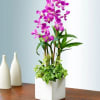 Pet Friendly?
Yes Dendrobium orchids are generally considered non-toxic to dogs and cats