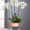 Pet Friendly?
NO. While Phalaenopsis Orchids are generally considered non-toxic to cats and