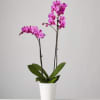 Pet Friendly?
NO . Phalaenopsis orchids are non-toxic to cats and dogs according
